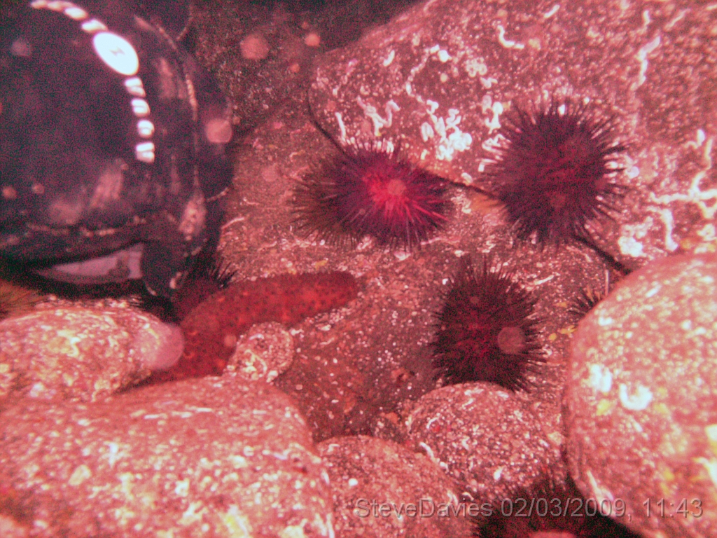 PICT0031.JPG - Digital image  